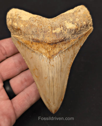 4.56" High-Quality Fossil Megalodon Tooth - Java, Indonesia | Fossil Driven - Fossil Driven