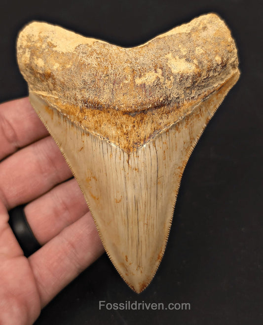4.56" High-Quality Fossil Megalodon Tooth - Java, Indonesia | Fossil Driven - Fossil Driven