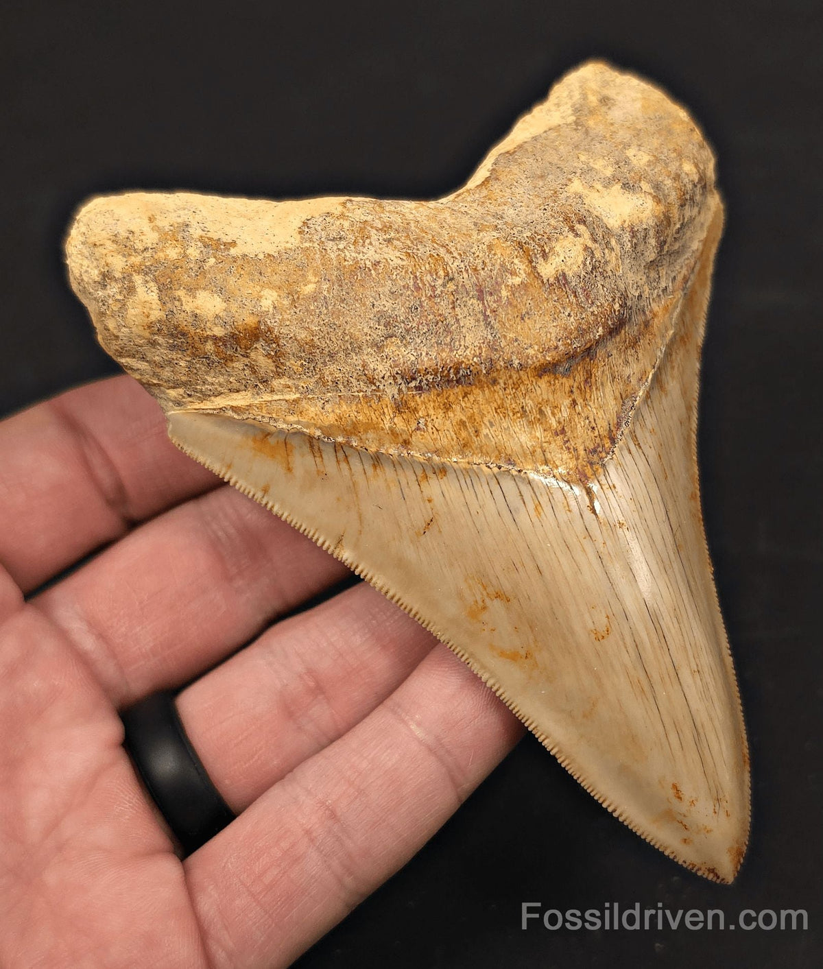 4.56" High-Quality Fossil Megalodon Tooth - Java, Indonesia | Fossil Driven - Fossil Driven