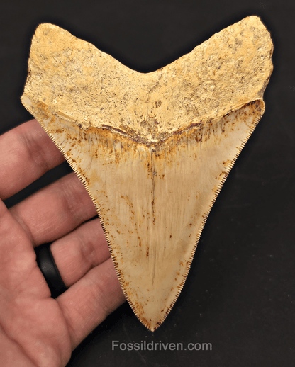 4.56" High - Quality Fossil Megalodon Tooth - Java, Indonesia | Fossil Driven - Fossil Driven