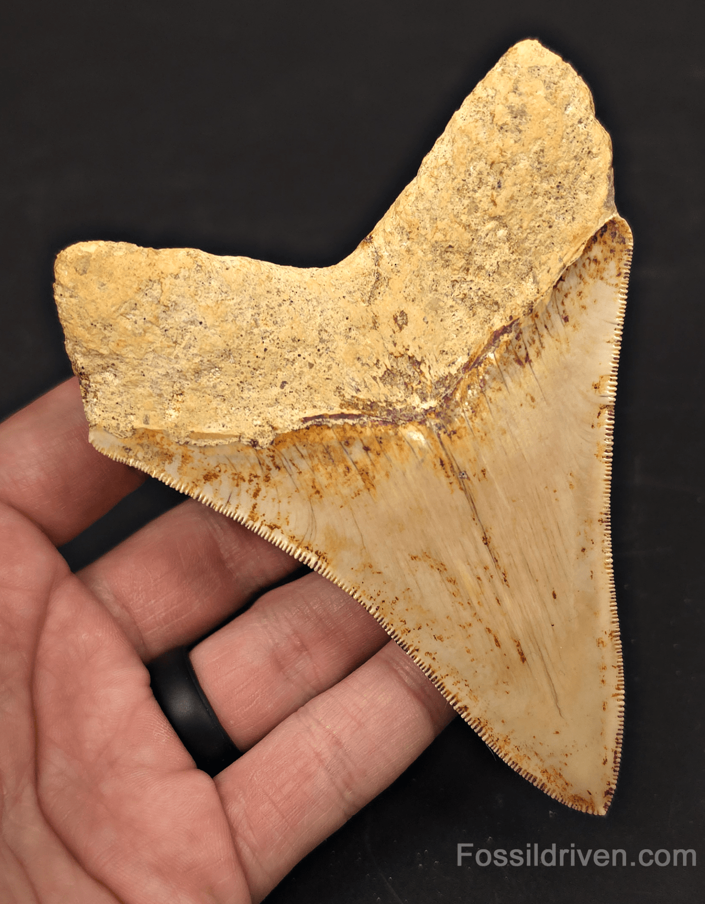 4.56" High - Quality Fossil Megalodon Tooth - Java, Indonesia | Fossil Driven - Fossil Driven