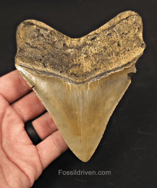 4.59" Fossil Megalodon Tooth - North Carolina | Fossil Driven - Fossil Driven