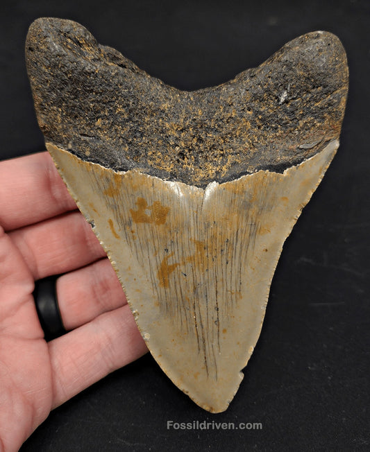 4.61" Fossil Megalodon Tooth for Sale- North Carolina | Fossil Driven - Fossil Driven