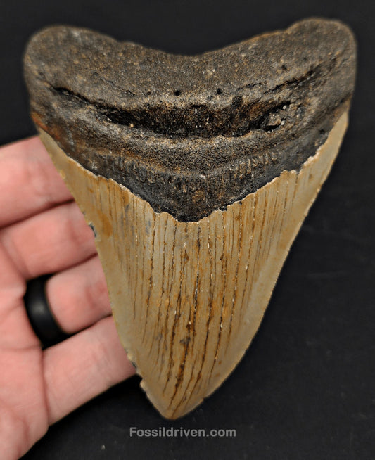 4.61" Fossil Megalodon Tooth for Sale- North Carolina | Fossil Driven - Fossil Driven