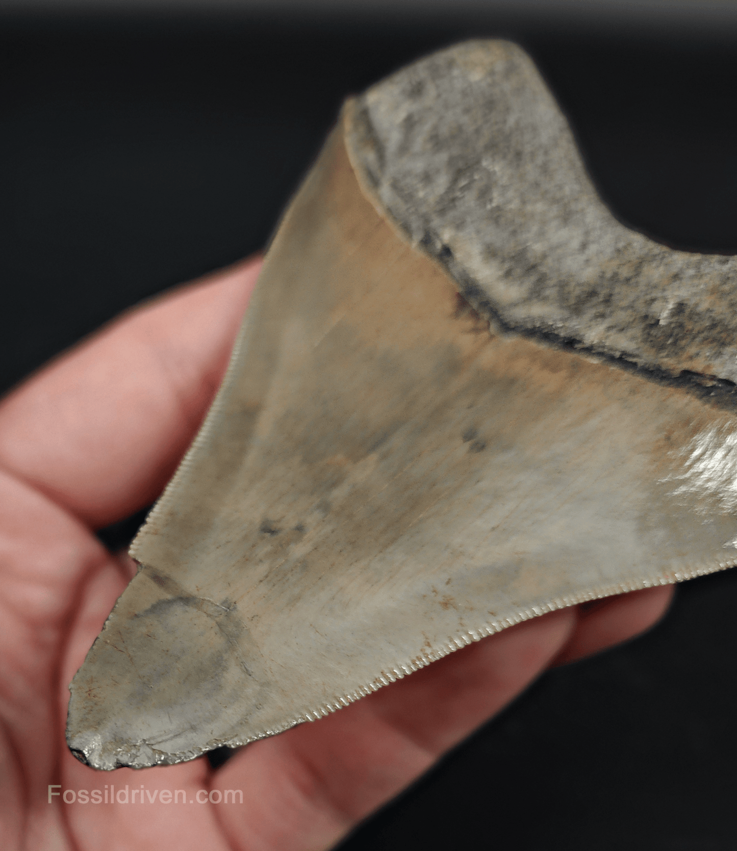 4.61" Georgia Megalodon Tooth - Sharp Serrations - Authentic Fossil Shark Tooth - Fossil Driven