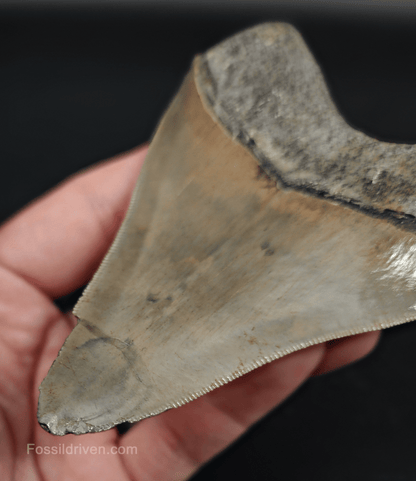 4.61" Georgia Megalodon Tooth - Sharp Serrations - Authentic Fossil Shark Tooth - Fossil Driven