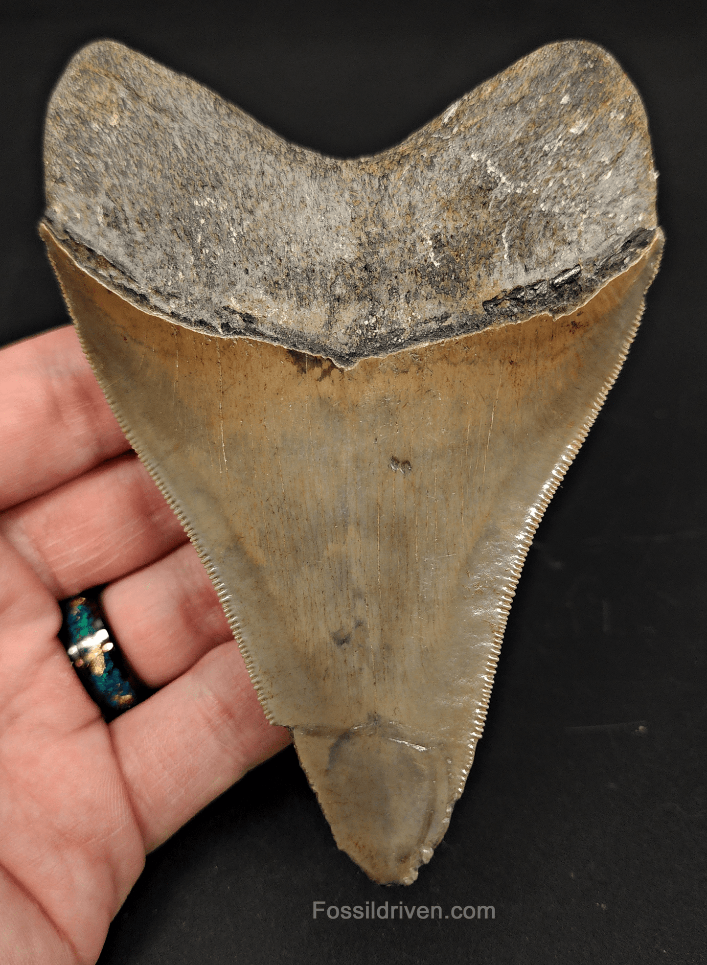 4.61" Georgia Megalodon Tooth - Sharp Serrations - Authentic Fossil Shark Tooth - Fossil Driven