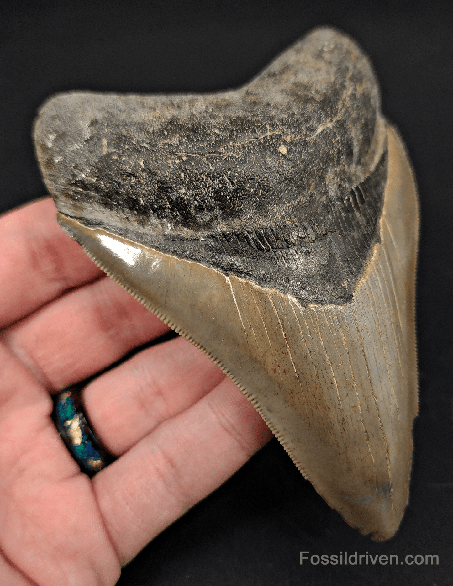 4.61" Georgia Megalodon Tooth - Sharp Serrations - Authentic Fossil Shark Tooth - Fossil Driven