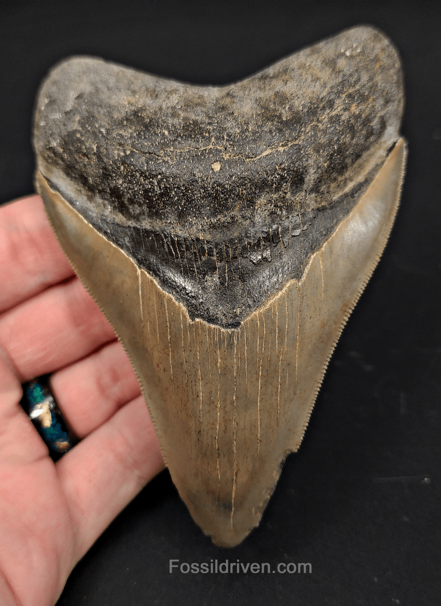 4.61" Georgia Megalodon Tooth - Sharp Serrations - Authentic Fossil Shark Tooth - Fossil Driven