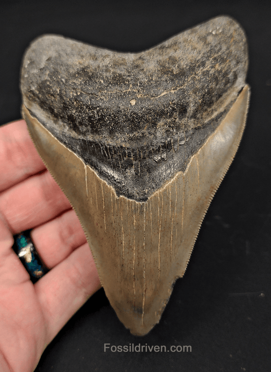 4.61" Georgia Megalodon Tooth - Sharp Serrations - Authentic Fossil Shark Tooth - Fossil Driven