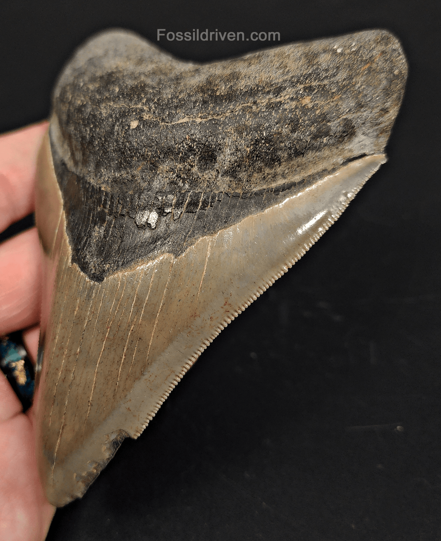 4.61" Georgia Megalodon Tooth - Sharp Serrations - Authentic Fossil Shark Tooth - Fossil Driven