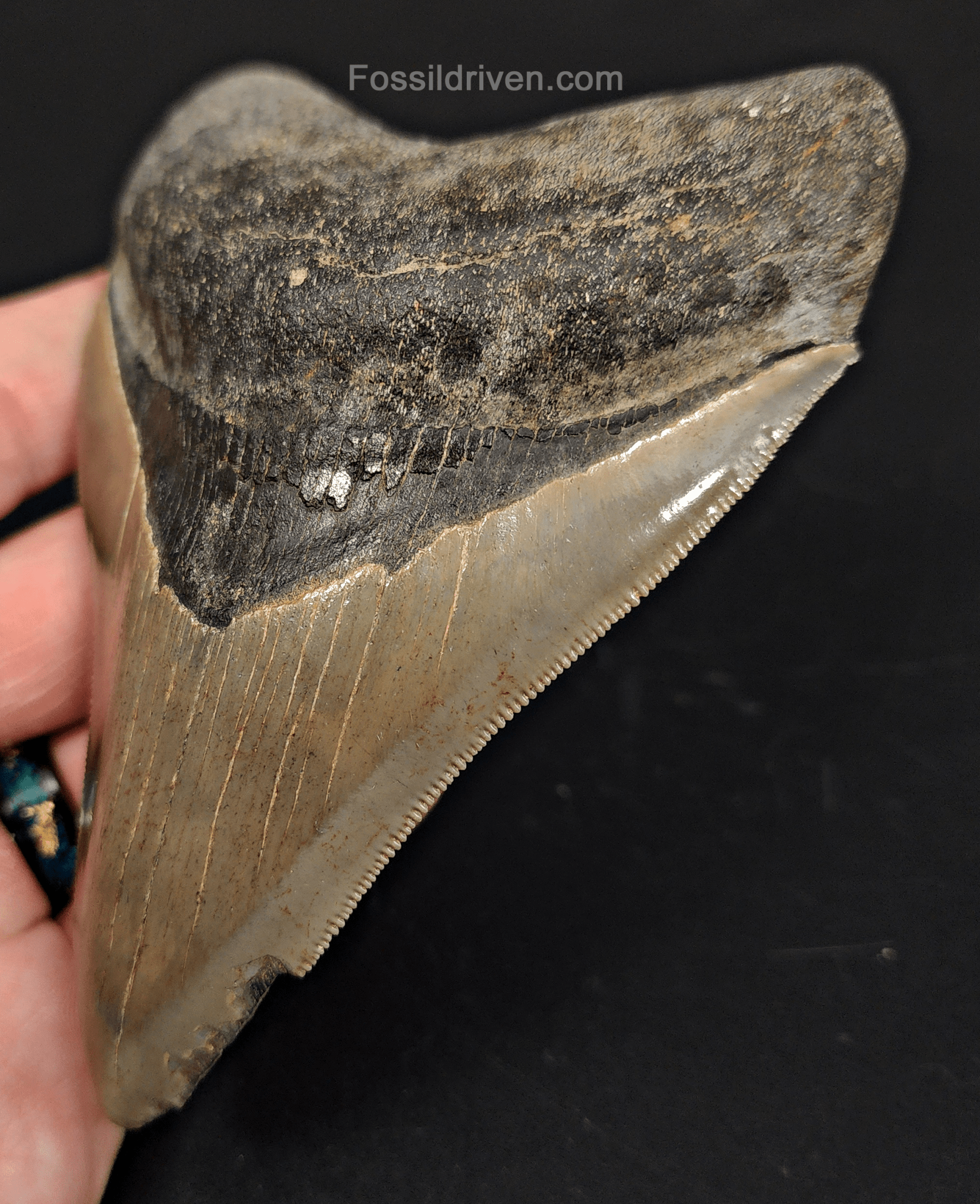 4.61" Georgia Megalodon Tooth - Sharp Serrations - Authentic Fossil Shark Tooth - Fossil Driven