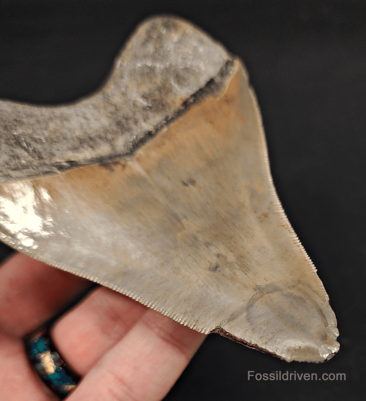 4.61" Georgia Megalodon Tooth - Sharp Serrations - Authentic Fossil Shark Tooth - Fossil Driven