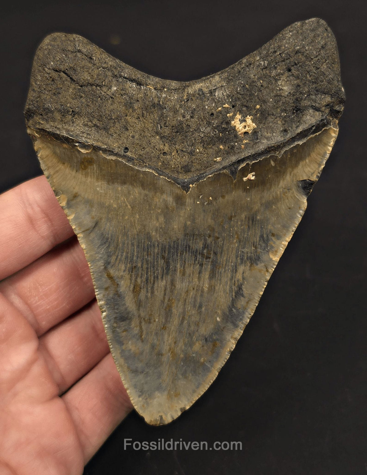 4.62" Fossil Megalodon Tooth - North Carolina | Fossil Driven - Fossil Driven