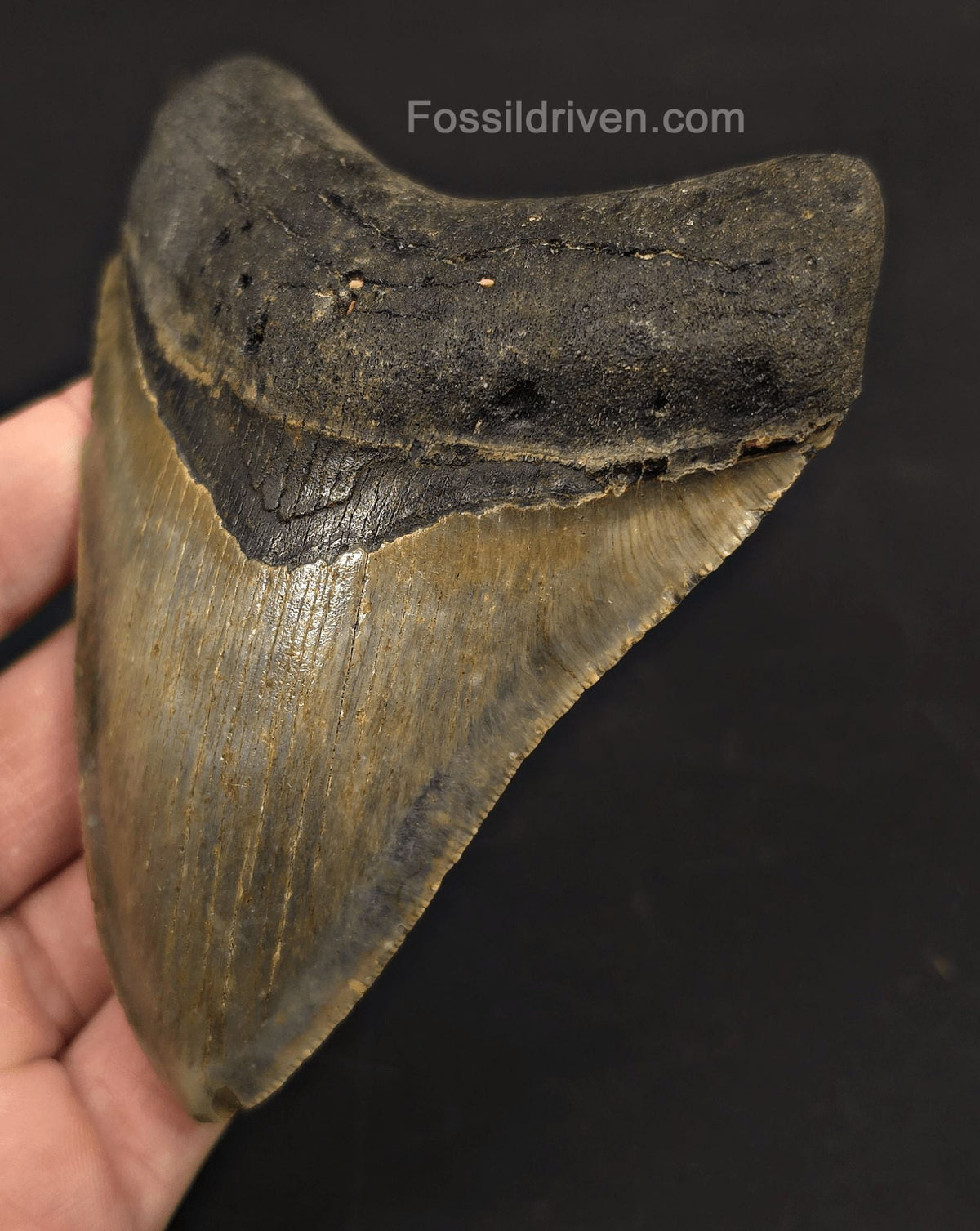 4.62" Fossil Megalodon Tooth - North Carolina | Fossil Driven - Fossil Driven