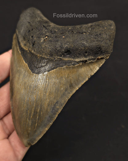 4.62" Fossil Megalodon Tooth - North Carolina | Fossil Driven - Fossil Driven