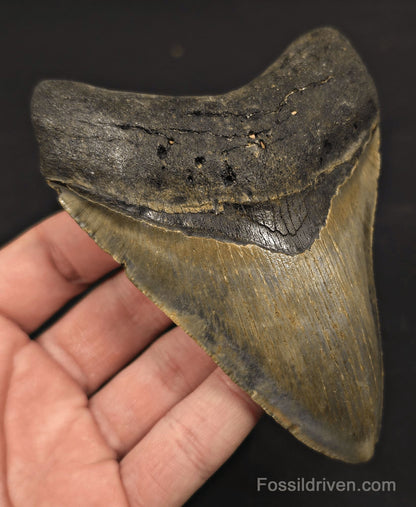 4.62" Fossil Megalodon Tooth - North Carolina | Fossil Driven - Fossil Driven