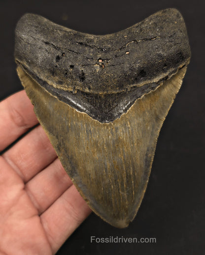 4.62" Fossil Megalodon Tooth - North Carolina | Fossil Driven - Fossil Driven