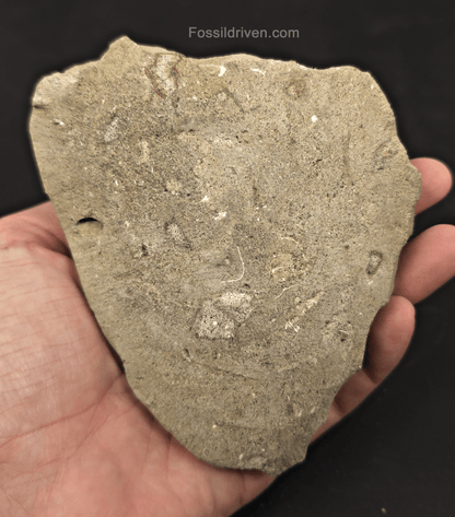 4.63" Fossil Megalodon Tooth in Matrix - Java, Indonesia - Fossil Driven