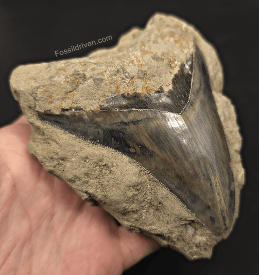 4.63" Fossil Megalodon Tooth in Matrix - Java, Indonesia - Fossil Driven