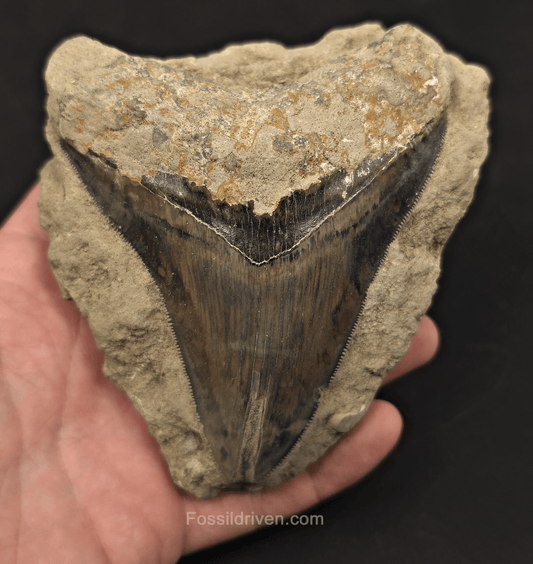 4.63" Fossil Megalodon Tooth in Matrix - Java, Indonesia - Fossil Driven