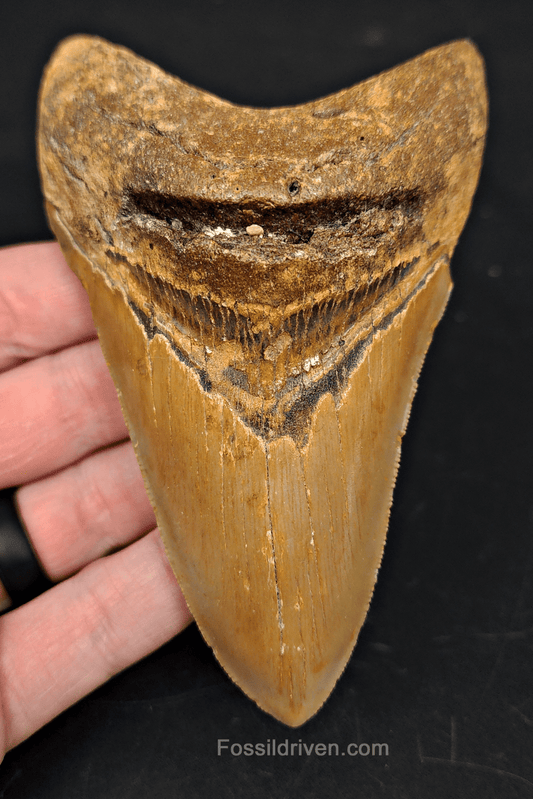 4.63" North Carolina Megalodon Tooth - Complete Specimen - Authentic Fossil Shark Tooth - Fossil Driven