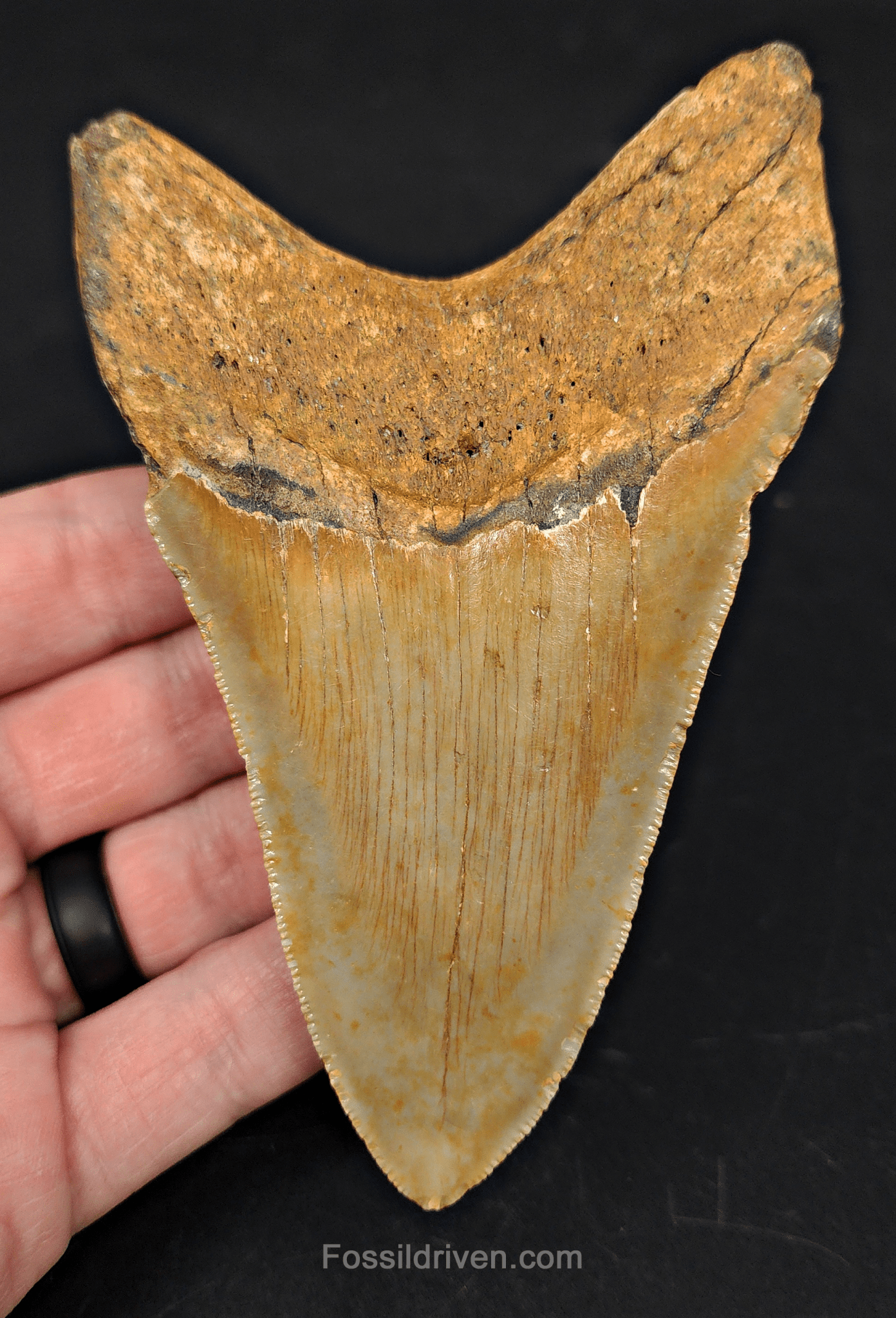 4.63" North Carolina Megalodon Tooth - Complete Specimen - Authentic Fossil Shark Tooth - Fossil Driven