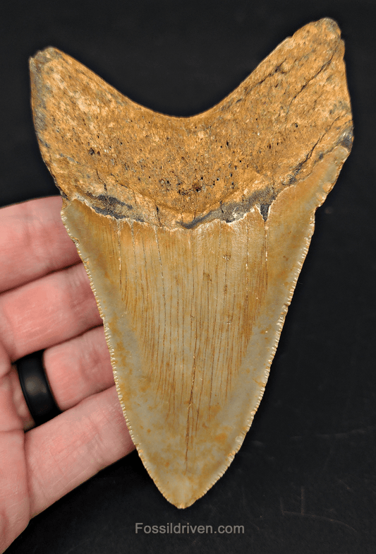 4.63" North Carolina Megalodon Tooth - Complete Specimen - Authentic Fossil Shark Tooth - Fossil Driven