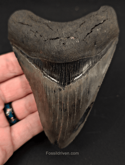 4.63" South Carolina Megalodon Tooth - Complete Specimen - Authentic Fossil Shark Tooth - Fossil Driven