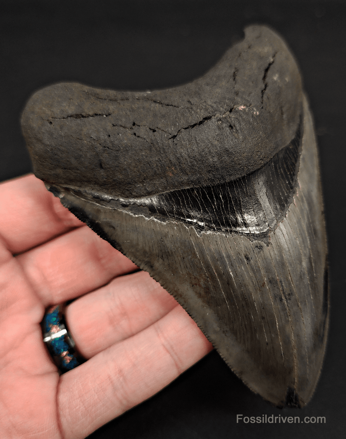 4.63" South Carolina Megalodon Tooth - Complete Specimen - Authentic Fossil Shark Tooth - Fossil Driven