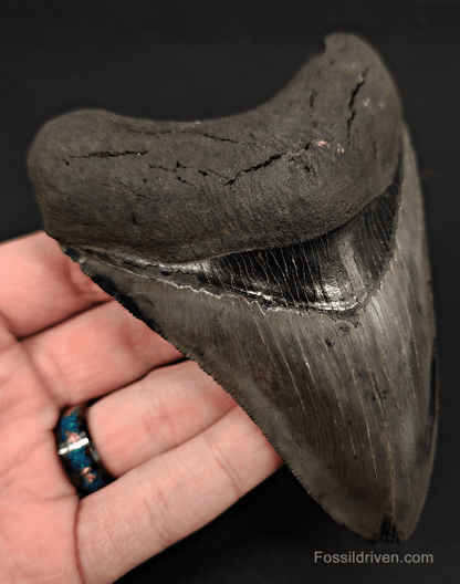 4.63" South Carolina Megalodon Tooth - Complete Specimen - Authentic Fossil Shark Tooth - Fossil Driven