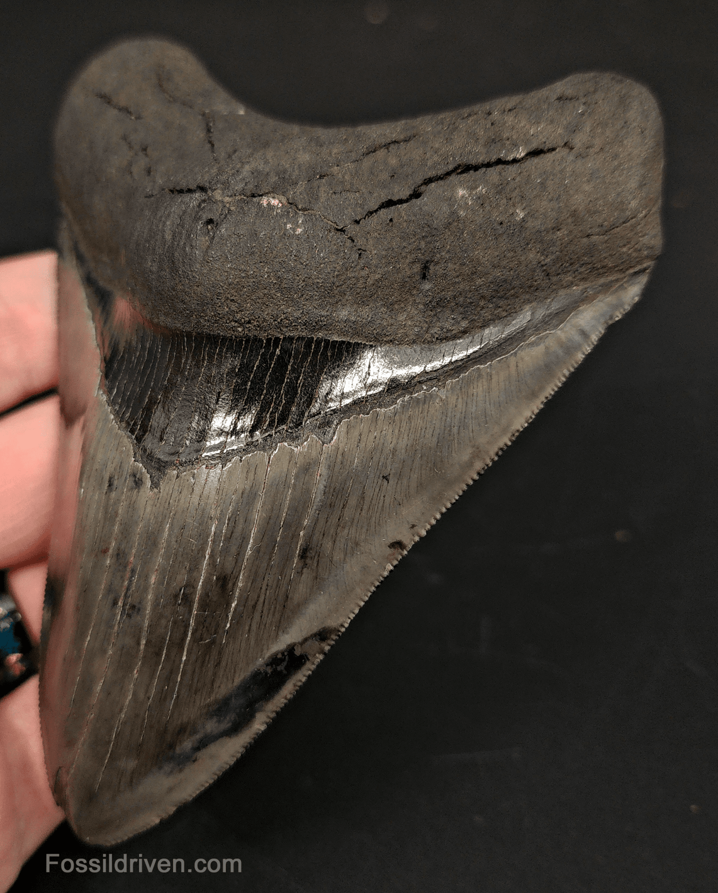 4.63" South Carolina Megalodon Tooth - Complete Specimen - Authentic Fossil Shark Tooth - Fossil Driven