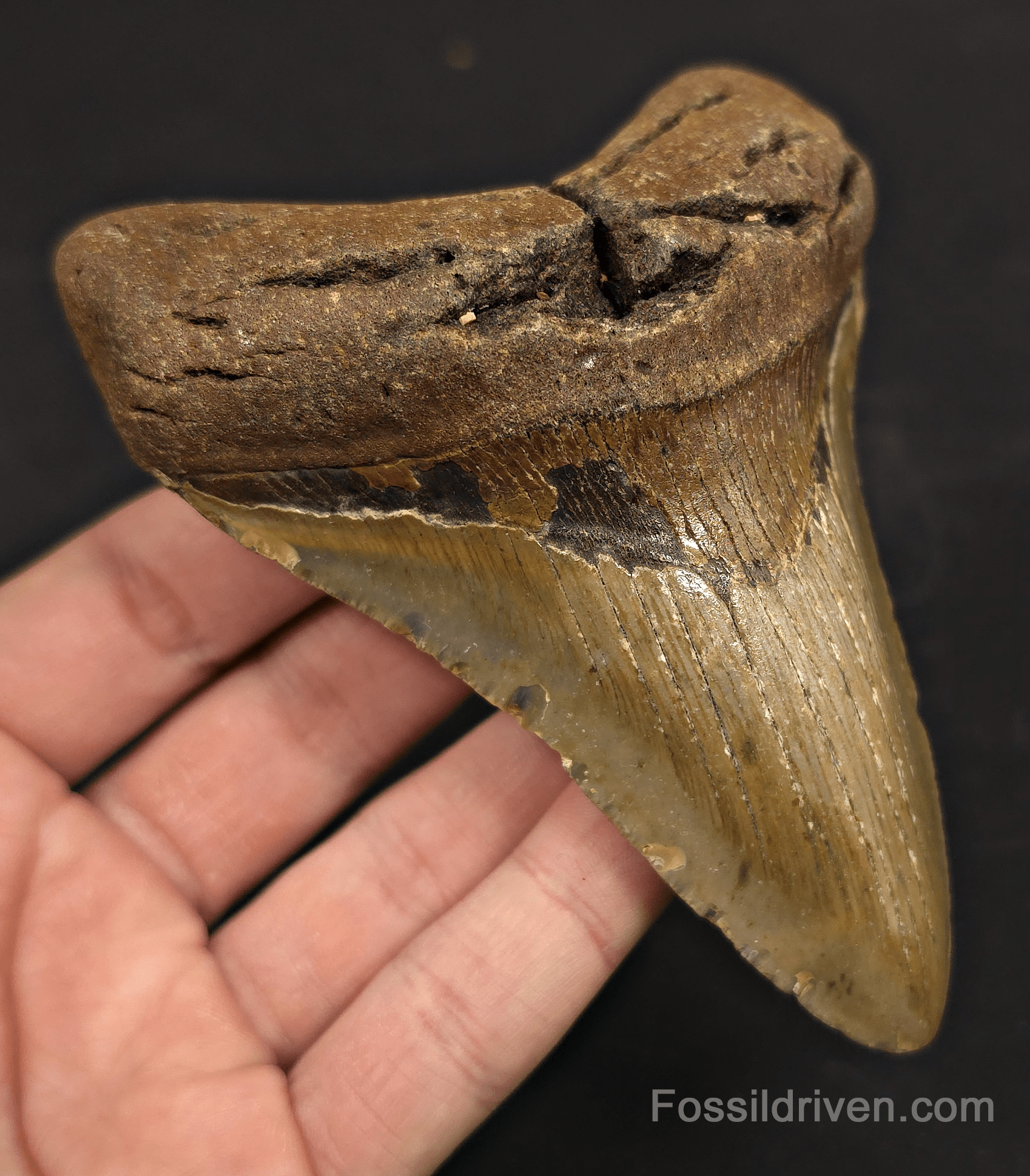 4.65" Fossil Megalodon Tooth - North Carolina | Fossil Driven - Fossil Driven
