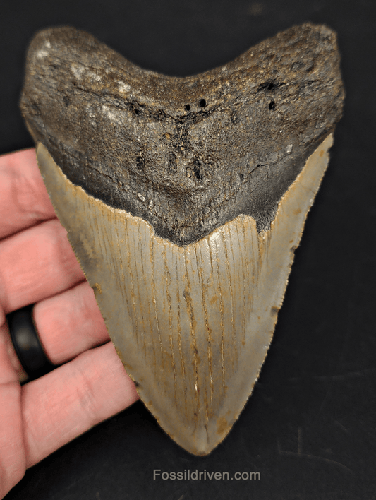 4.67" North Carolina Megalodon Tooth - Complete Specimen - Authentic Fossil Shark Tooth - Fossil Driven