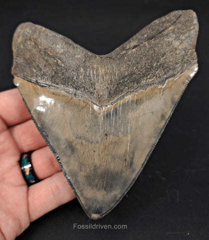 4.68" High-Quality Fossil Megalodon Tooth - Savannah, Georgia | Fossil Driven - Fossil Driven
