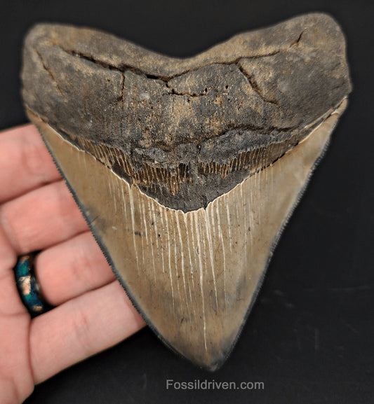 4.68" High-Quality Fossil Megalodon Tooth - Savannah, Georgia | Fossil Driven - Fossil Driven