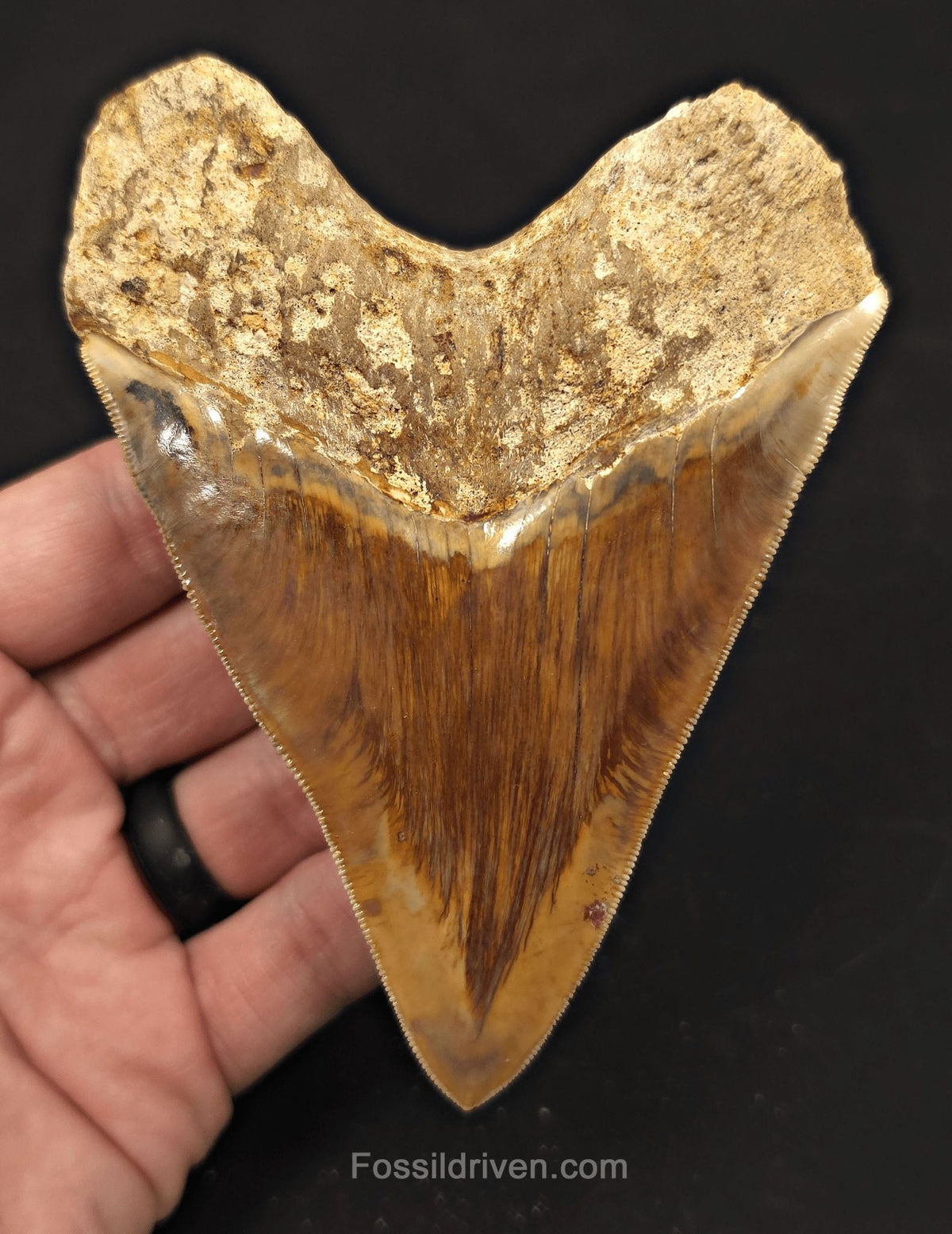 4.69" Colorful Fossil Megalodon Tooth - Java, Indonesia - Fossil Driven