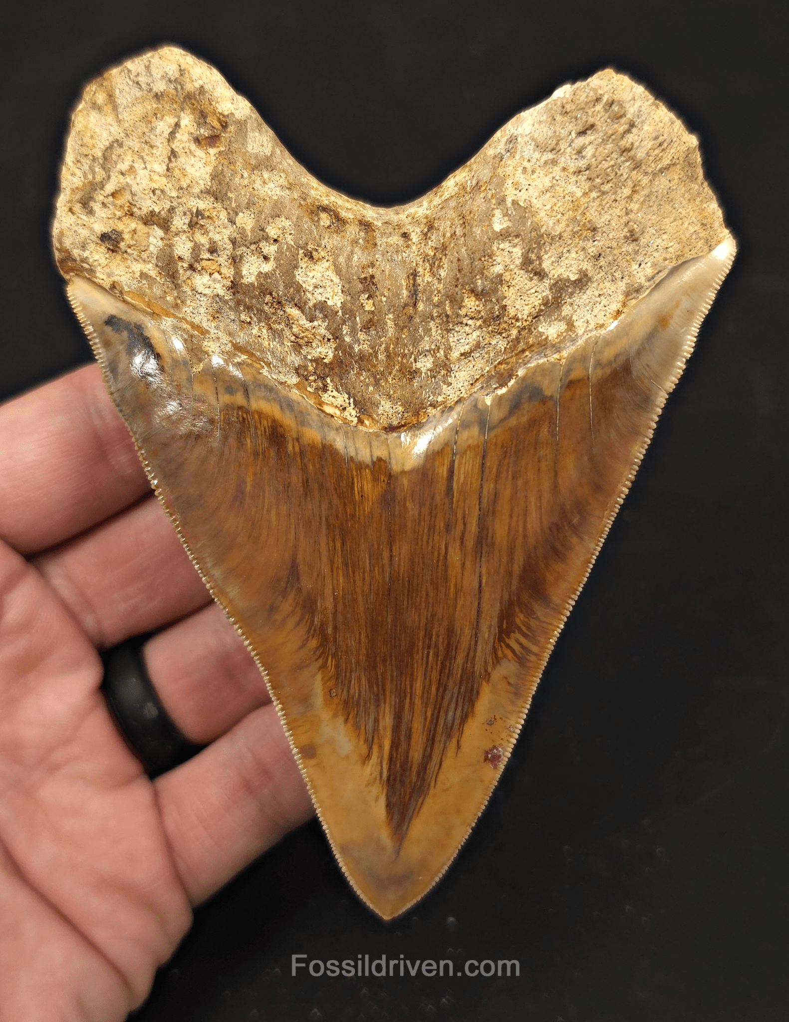 4.69" Colorful Fossil Megalodon Tooth - Java, Indonesia - Fossil Driven