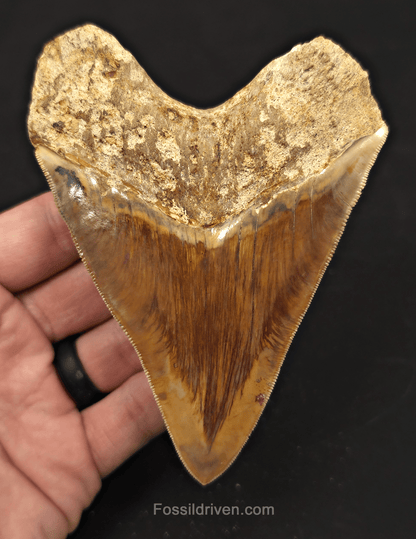 4.69" Colorful Fossil Megalodon Tooth - Java, Indonesia - Fossil Driven