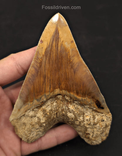 4.69" Colorful Fossil Megalodon Tooth - Java, Indonesia - Fossil Driven