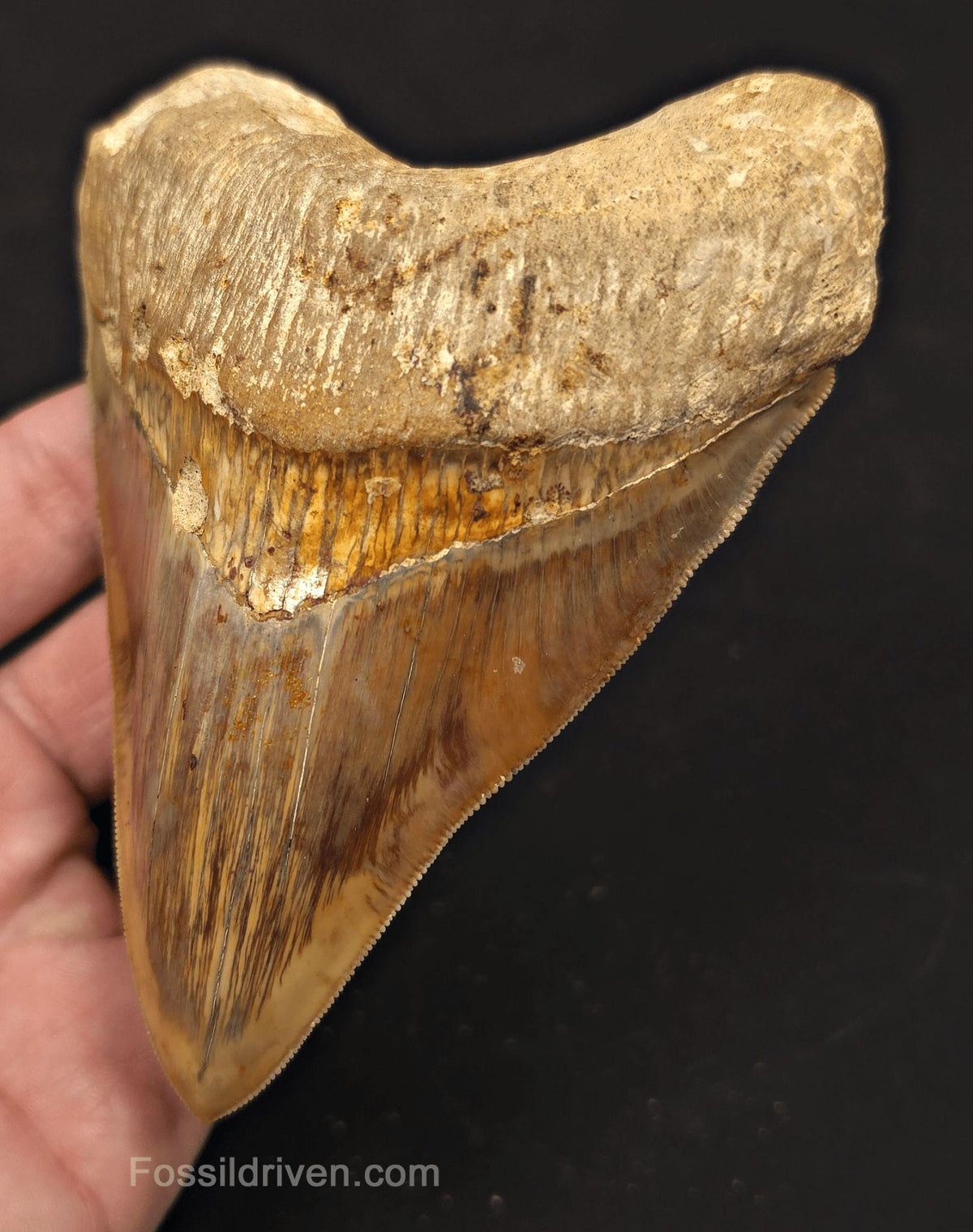 4.69" Colorful Fossil Megalodon Tooth - Java, Indonesia - Fossil Driven