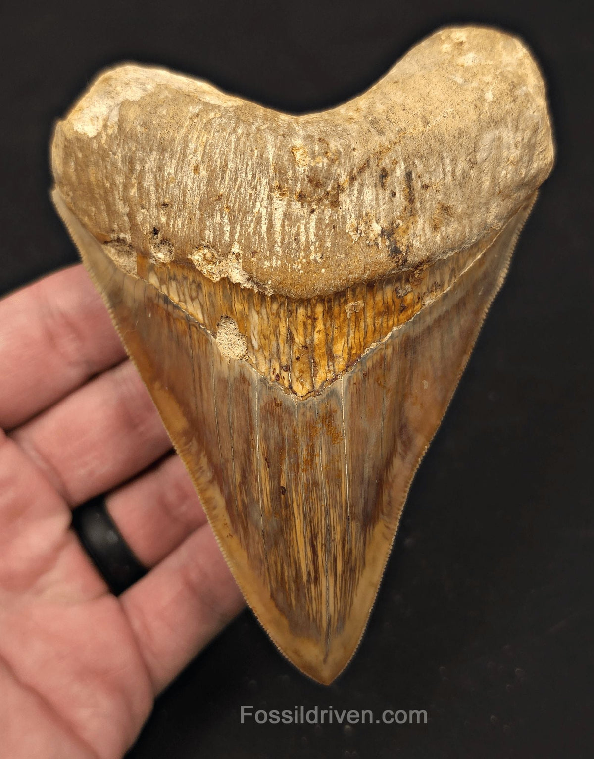 4.69" Colorful Fossil Megalodon Tooth - Java, Indonesia - Fossil Driven