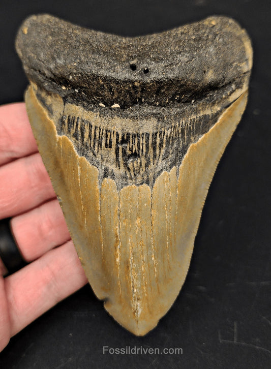 4.70" Fossil Megalodon Tooth - North Carolina | Fossil Driven - Fossil Driven