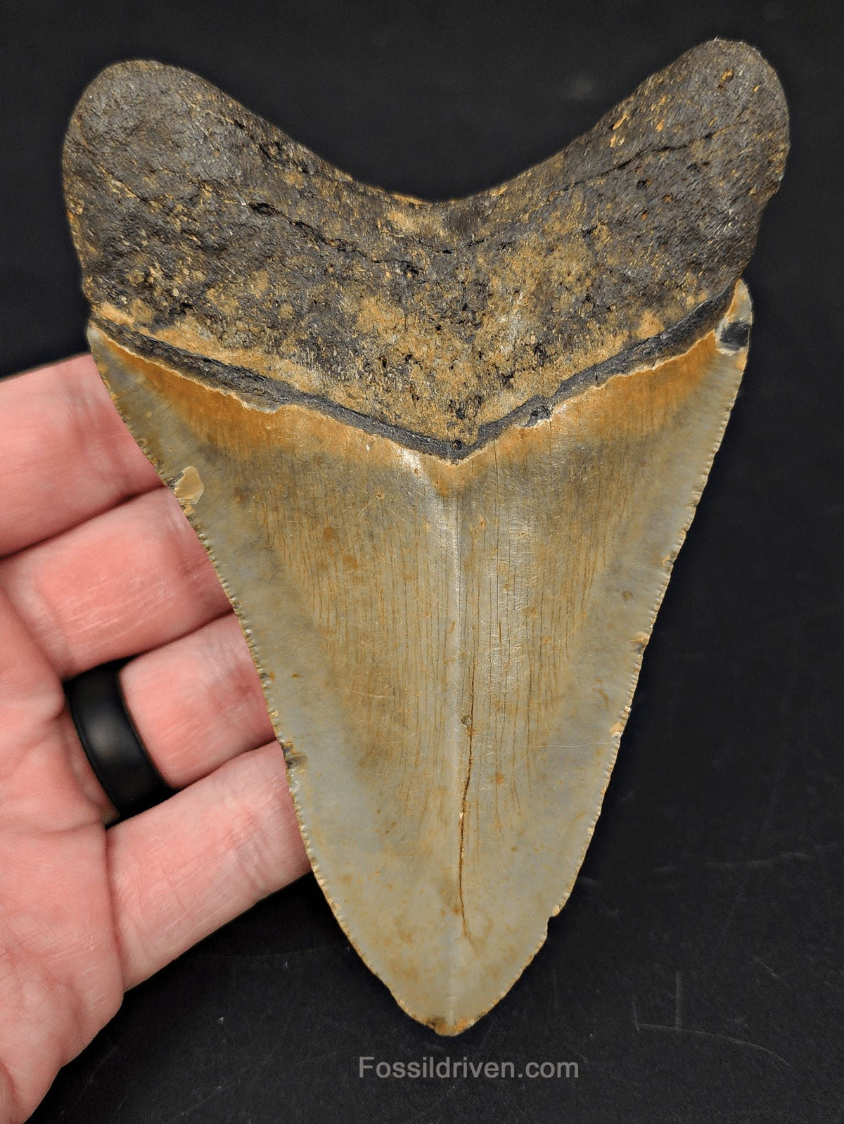 4.70" Fossil Megalodon Tooth - North Carolina | Fossil Driven - Fossil Driven