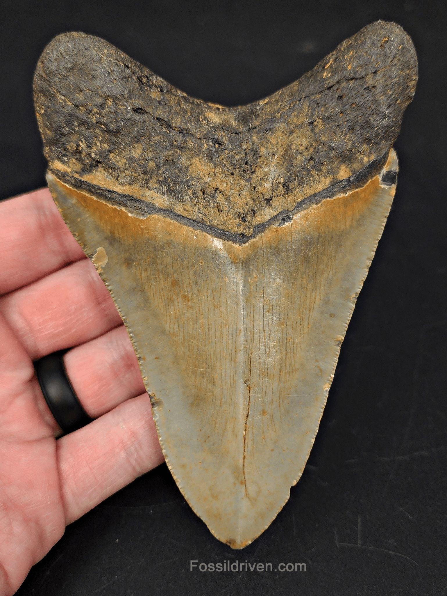 4.70" Fossil Megalodon Tooth - North Carolina | Fossil Driven - Fossil Driven