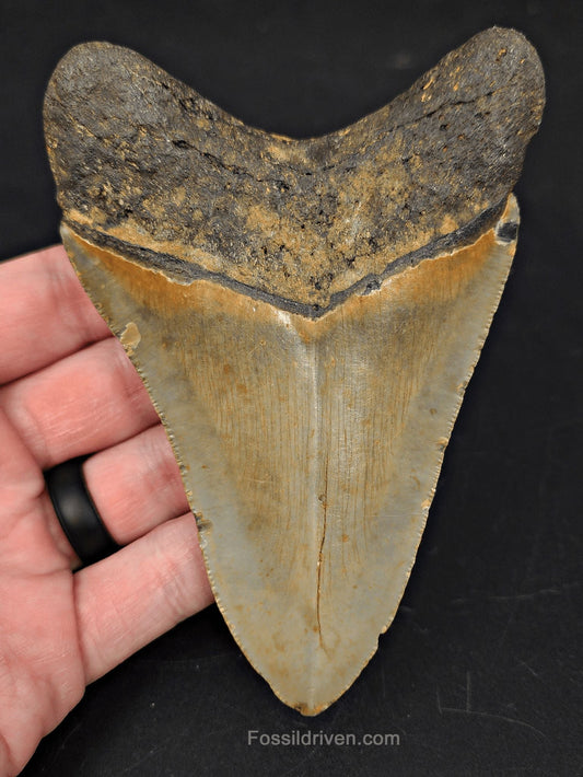 4.70" Fossil Megalodon Tooth - North Carolina | Fossil Driven - Fossil Driven