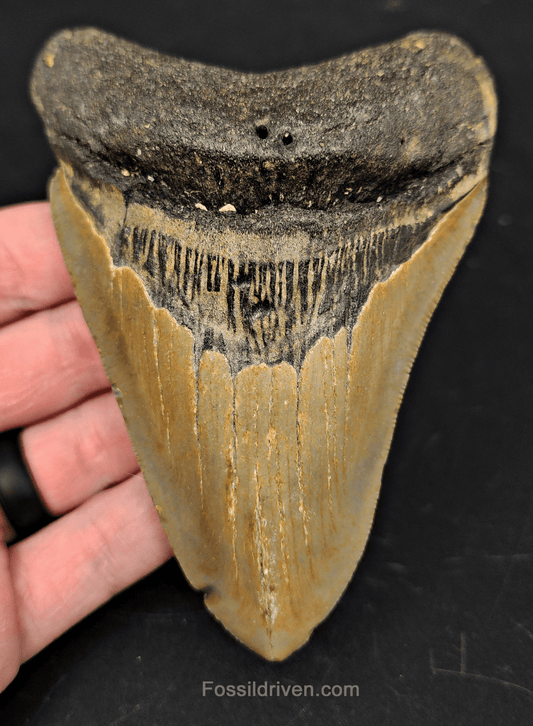 4.70" North Carolina Megalodon Tooth - Complete Specimen - Authentic Fossil Shark Tooth - Fossil Driven