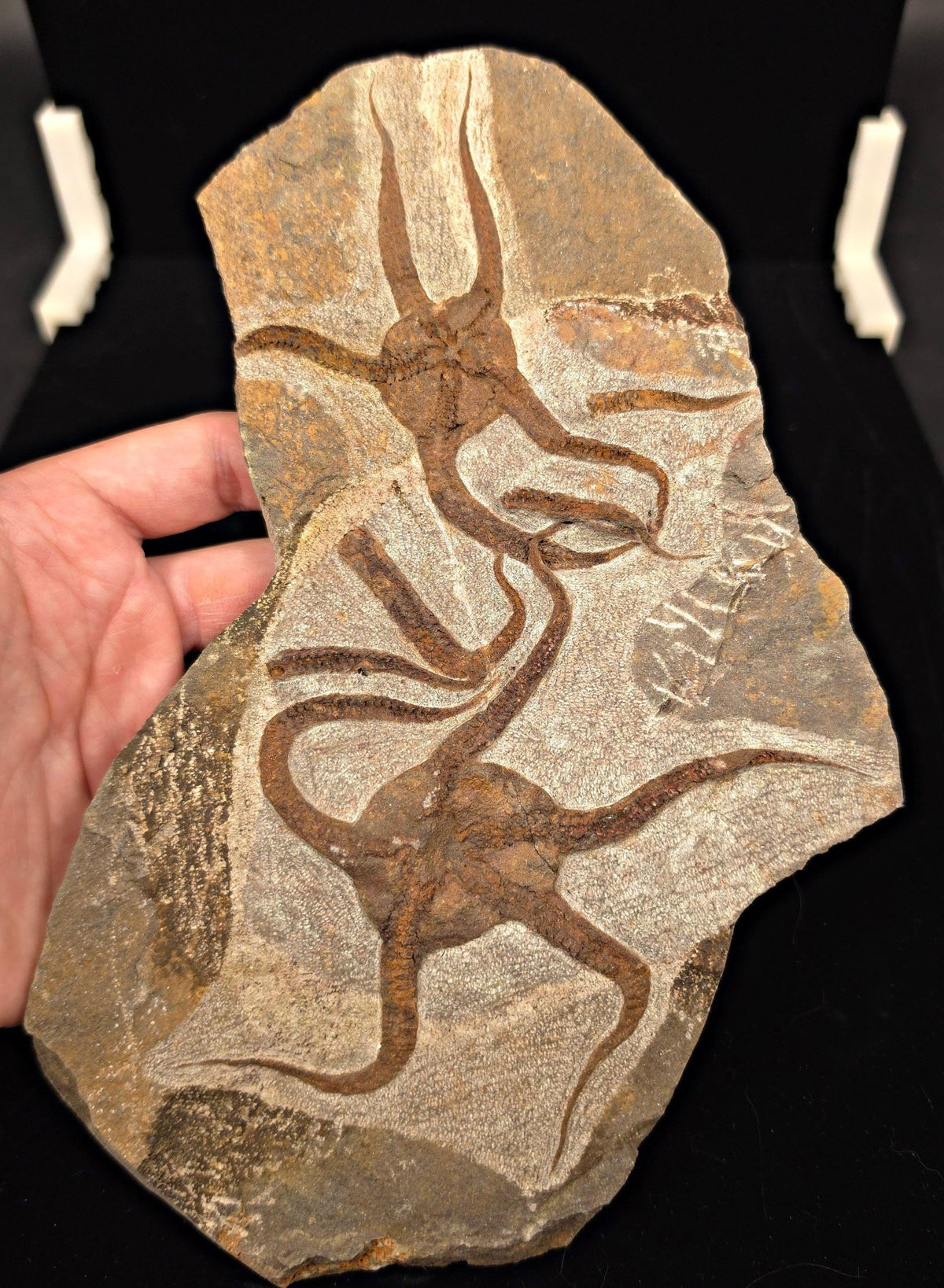 4.71" Double Fossil Brittle Starfish – Echinoderm Slab from Morocco - Fossil Driven