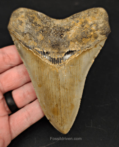 4.71" Fossil Megalodon Tooth - North Carolina | Fossil Driven - Fossil Driven