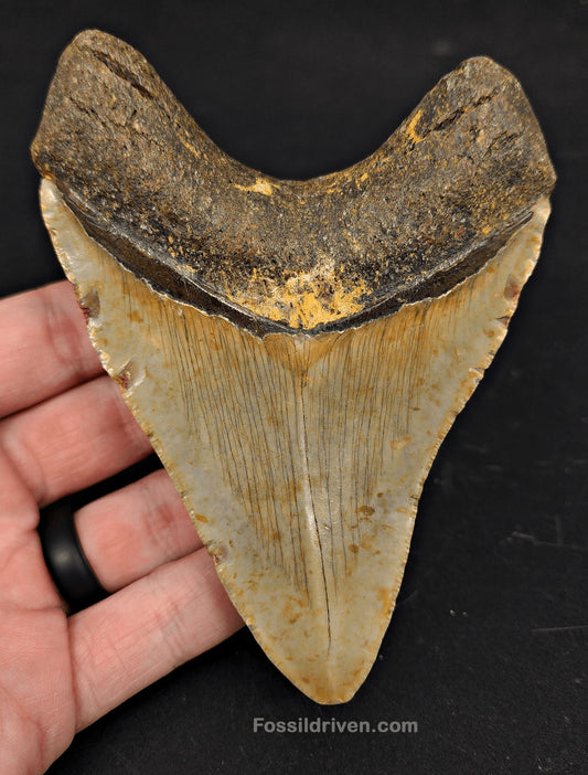 4.72" Fossil Megalodon Tooth - North Carolina | Fossil Driven - Fossil Driven